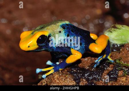 Färberfrosch, färbender Dartfrosch, dendrobates tinctorius tumucumaque, Dendrobatidae Stockfoto
