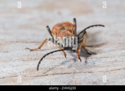 Weibliche rote Longhorn Käfer Reinigung iteself (Stictoleptura (Corymbia) rubra), Cerambycidae. Sussex, Großbritannien Stockfoto