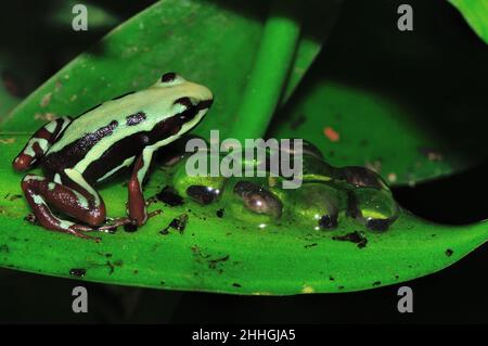 Dreierreifen-Baumsteiger, Männchen mit Gelege, phantastischer Giftfrosch, Männchen mit Gelege, Epipedobathes anthony, Tierra alta, Dendrobatidae Stockfoto