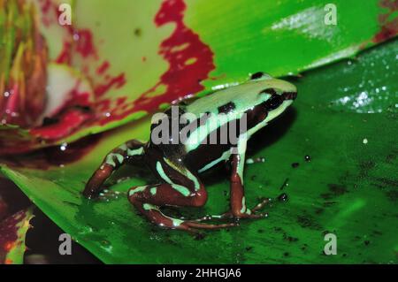 Dreierreifen-Baumsteiger, Männchen mit Quappen auf dem Rücken, phantasmischer Giftfrosch, Männchen mit Tapolen auf dem Rücken, Epipedobathes anthony Stockfoto