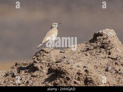 Hoopoe Lark Stockfoto