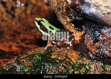 Dreierreifen-Baumsteiger, Männchen mit Quappen auf dem Rücken, phantasmischer Giftfrosch, Männchen mit Tapolen auf dem Rücken, Epipedobathes anthony Stockfoto