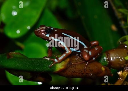 Dreierreifen-Baumsteiger, phantasmischer Giftfrosch, Epipedobathes anthony, Buena esperanza Stockfoto