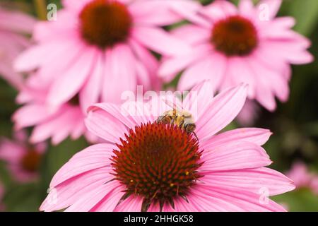 APIs mellifera - Honigbienen, die im Sommer auf Echinacea purpurea nach Nektar schnaps. Stockfoto