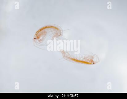 Meeresamphitpoden schwimmen, Gammaridae. Sussex UK Stockfoto