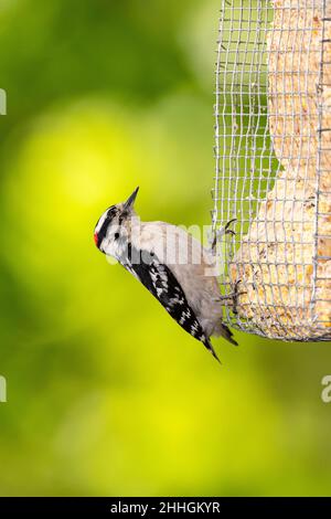 Männliche Dunenspecht auf Talg Feeder. Stockfoto