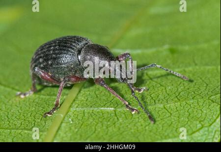 Rotbeinige Weevil (Otiorhynchus (Clavipes) tenebricosus), Curculionidae. Sussex, Großbritannien Stockfoto