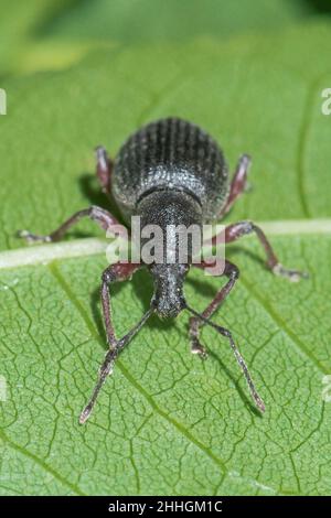 Rotbeinige Weevil (Otiorhynchus (Clavipes) tenebricosus), Curculionidae. Sussex, Großbritannien Stockfoto