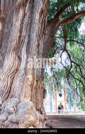 Gigantischer Baumstamm größte Baum namens Tule. Santa Maria del Tule, Oaxaca. Mexiko Stockfoto