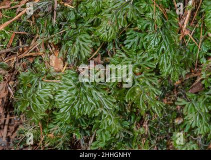 Seltene Tunbridge hauchdünne Farne in Habitat (Hymenophyllum tunbrigense), hymenophyllaceae. Sussex, UK Stockfoto