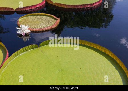 Weiß und rosa blühende Victoria 'Longwood Hybrid' - riesige Wasserlilie auf Teichoberfläche im Sommer. Stockfoto