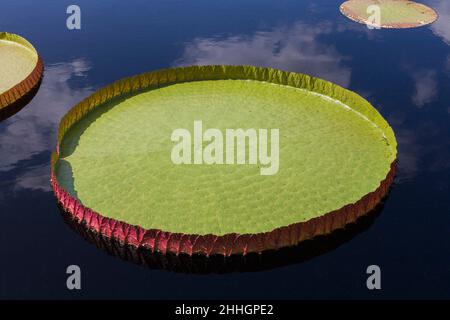 Victoria 'Longwood Hybrid' - riesige Wasserlilie auf Teichoberfläche im Sommer. Stockfoto