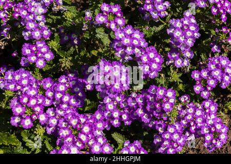 Petunia x atkinsiana 'Surprise Blue Star 54' - Garten Petunias im Sommer. Stockfoto