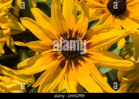 Rudbeckia hirta 'Toto Lemon' – im Sommer blüht die Susan mit schwarzen Augen. Stockfoto