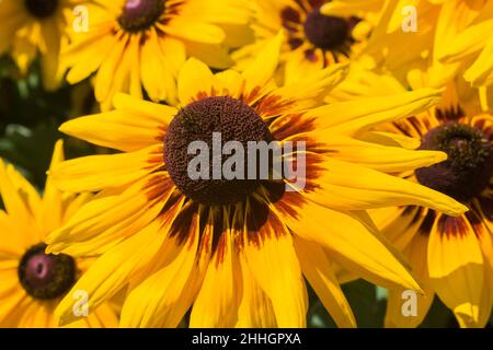 Rudbeckia hirta 'Toto Lemon' – im Sommer blüht die Susan mit schwarzen Augen. Stockfoto