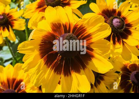 Rudbeckia hirta 'Toto Lemon' – im Sommer blüht die Susan mit schwarzen Augen. Stockfoto