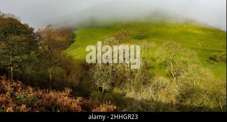 Shropshire Hills, AONB, Long Mynd in der Nähe von Church Stretton. Landschaft Stockfoto
