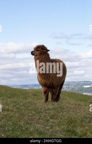 Ein einziger Alpaca Lama pacos, der an einem sonnigen Sommertag in West Yorkshire auf einem grasbewachsenen Hügel steht Stockfoto