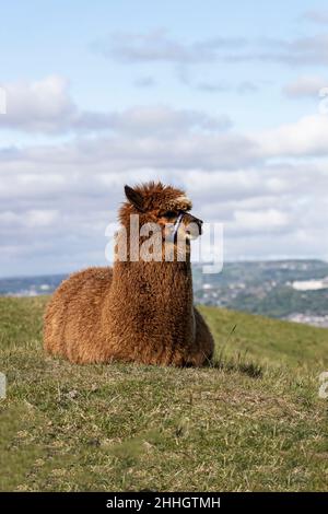 Ein einziger Alpaca Lama Pacos, der an einem sonnigen Sommertag in West Yorkshire auf einem grasbewachsenen Hügel sitzt Stockfoto