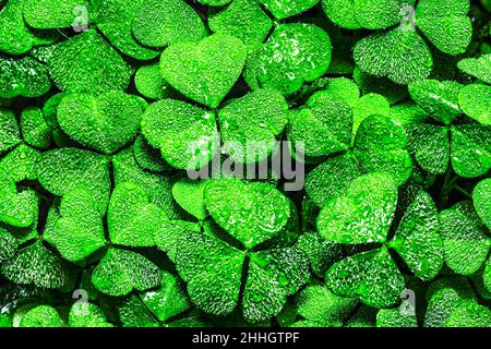 Hintergrund mit grünen Kleeblättern für den Tag des Heiligen Patrick. Abstrakter Hintergrund für Design mit einem Kleeblatt, das mit Tautropfen bedeckt ist. Stockfoto