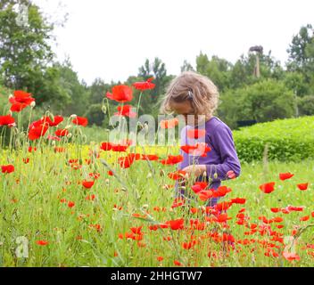 Nettes kleines Mädchen, das im Sommer auf dem Land auf einer Wiese mit blühenden roten Mohnblumen spielt. Stockfoto