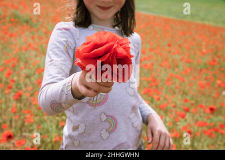 Mädchen hält einen Haufen Mohnblumen auf dem Feld Stockfoto