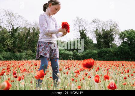 Mädchen pflücken Mohnblumen auf dem Feld Stockfoto
