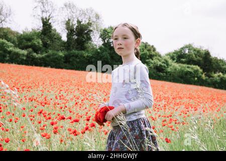 Mädchen hält einen Haufen Mohnblumen auf dem Feld Stockfoto