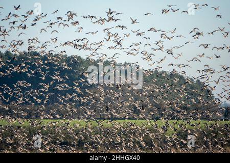 Rotfußgänse im Flug über Zuckerrübenfeld in Norfolk, Stockfoto