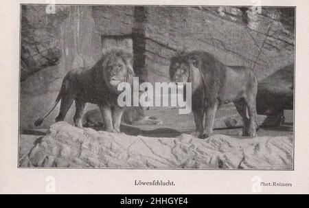 Antike/historische Vorstellungen / Bilder voller Perspektiven / Katalog des deutschen Tierhändlers, Zoogründers und Zoodirektors Carl Hagenbeck (Geschäftsmann) aus Hamburg 1911. : Löwenschlucht phot. Reimers / Lion's Gorge phot. Reimers ( zwei Löwen beobachten) ZUSÄTZLICHE-RIGHTS-CLEARANCE-INFO-NOT-AVAILABLE Stockfoto