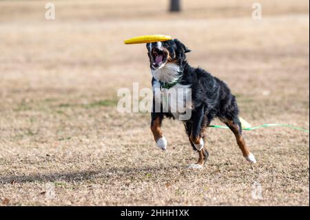 Dreifarbiger australischer Schäferhund, der im Park eine gelbe Scheibe fängt Stockfoto