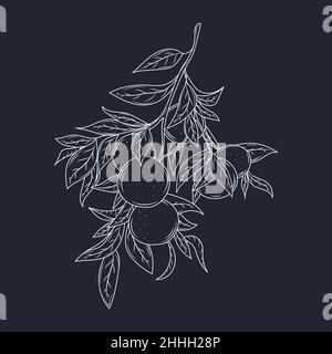 Mandarine, Zweig mit Blättern, orange Citrus, handgezeichnete Skizze Set Mandarinen Stock Vektor