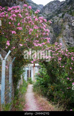 Kotor, 3. Juli 2021: Wunderschöne Straßen in der Altstadt von Kotor erklimmen den Berg, Rosensträucher auf der Straße, Montenegro Stockfoto