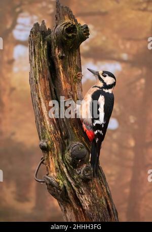 Buntspecht Stockfoto