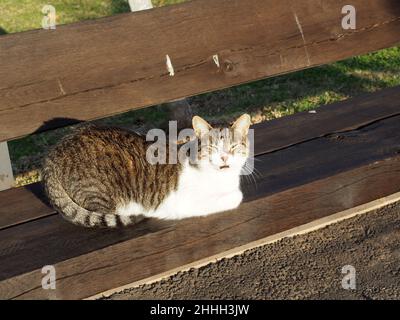 Eine Katze, die sich in der Sonne auf einer öffentlichen Bank sonnt. Stockfoto