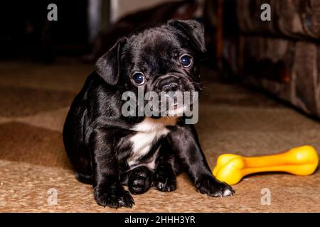 Eine lustige 2 Monate alte schwarze französische Bulldogge mit einer weißen Brust sitzt neben einem Spielzeug in Form eines Knochens. Nahaufnahme im Hochformat. Stockfoto