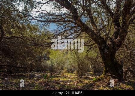 Alter wilder Olivenwald im Monfrague Nationalpark, Caceres, Extremadura, Spanien Stockfoto