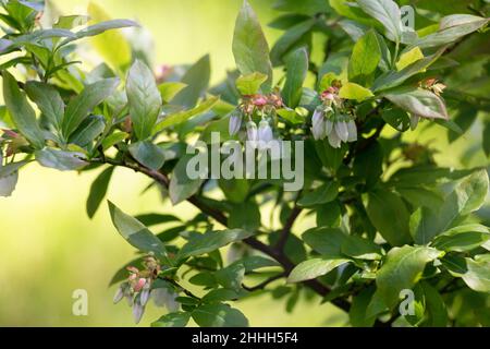 Nördliche Hochbusch-Heidelbeere (Vaccinium corymbosum) in Blüte Stockfoto