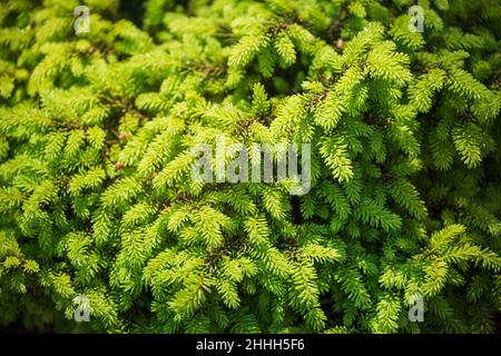 Zwergfichtenornamentsorte Nidiformis (Picea abies, Norwegenfichte oder europäische Fichte). Zweige mit Nadeln Nahaufnahme. Natürlicher Hintergrund Stockfoto