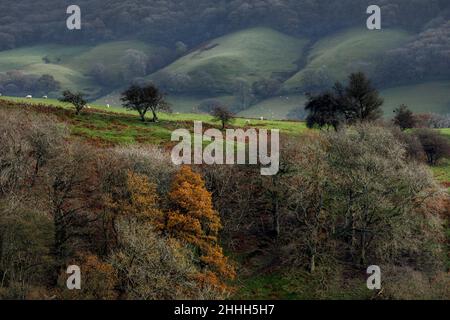 Shropshire Hills, AONB, Long Mynd in der Nähe von Church Stretton. Landschaft Stockfoto