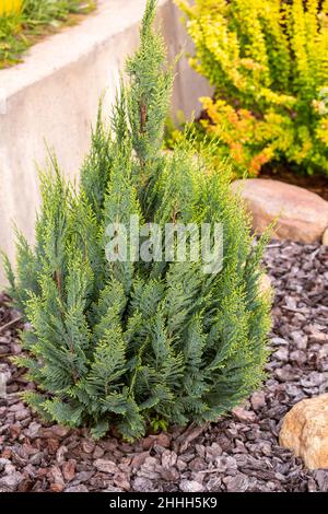 Junge Chamaecyparis lawsoniana Pflanze der Sorte Ellwoodii mit Mulchkiefernrinde im Landschaftsbau Stockfoto