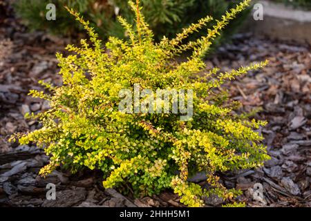 Jungbusch Japanische Berberbeere oder Berberis thunbergii Sorten Sensation mit gelben und grünen Blättern in der Landschaftsgestaltung. Niedrig wachsende Zierpflanze Stockfoto