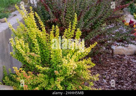 Büsche von japanischer Berberbeere oder Berberis thunbergii verschiedener Sorten in der Landschaftsgestaltung. Sorte Maria mit goldgelben Blättern und Sorte Helmond Stockfoto