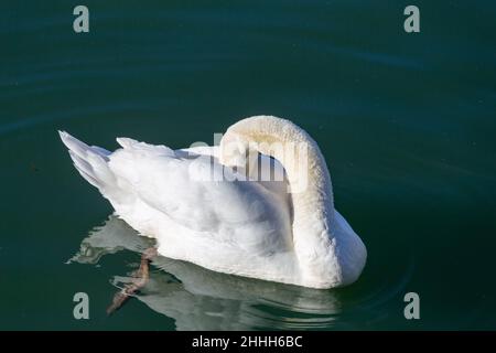 Großer schöner weißer Schwan auf dem Wasser Stockfoto