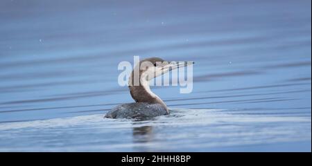 Gavia Arctica schwimmt auf dem Wasser auf der Suche nach Nahrung, das beste Foto. Stockfoto