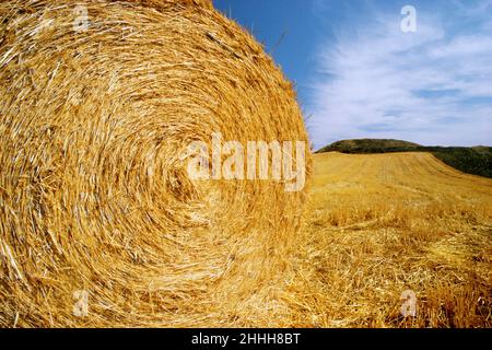 Heuballen in einem Feld mit ungeschneidtem und ungeballen Heu in der Nähe oder in der Nähe. Goldenes Heu. Ernte, Landwirtschaft und Ackerland in Spanien Stockfoto