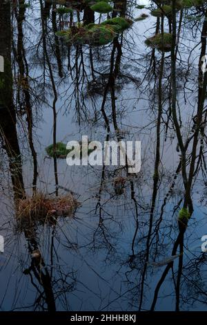 Düstere Landschaft, Birken, Gras und Moos in einem Sumpf, Bäume spiegeln sich im dunklen Wasser Stockfoto