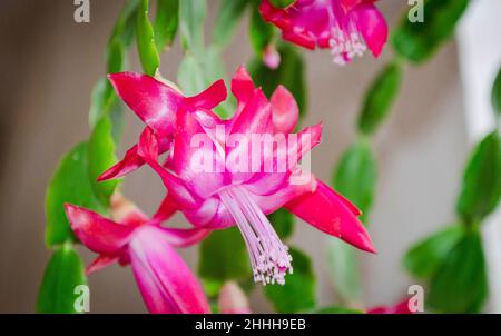 Nahaufnahme von rosa Blüten von Zygocactus oder Weihnachtsbaum-Zimmerpflanze Stockfoto