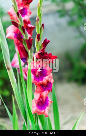 Gladiolen aus nächster Nähe blühen im Garten Stockfoto