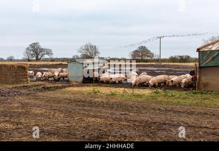 Schweine im Winter, die im Freien auf einem Feld aufgezogen werden und in einer schlammigen und natürlichen Umgebung Futter und Schwelen dürfen. Horizontal. Speicherplatz kopieren. Stockfoto